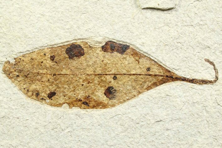 Detailed Eocene Fossil Leaf (Allophylus) - Green River Formation #356754